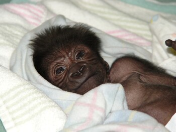 Baby Western Lowland Gorilla